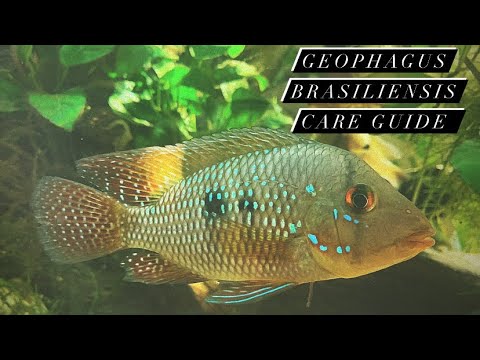 Zemežrút perlový (Geophagus brasiliensis) — video o chove a starostlivosti