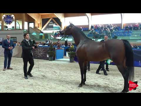N.111 FEUER JADE - European Championship 2019 - 7-9 Years Old Stallions (Class 14)
