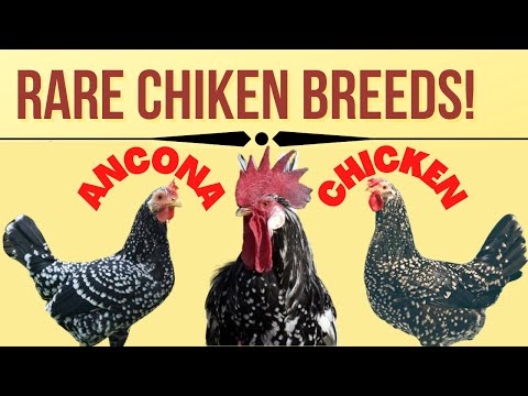 , title : 'Rare Italian Chicken Breeds, Ancona Chickens'