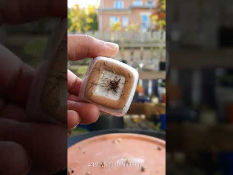 mame Pelargonium graveolens - checking the roots Part 3 - 2020 10