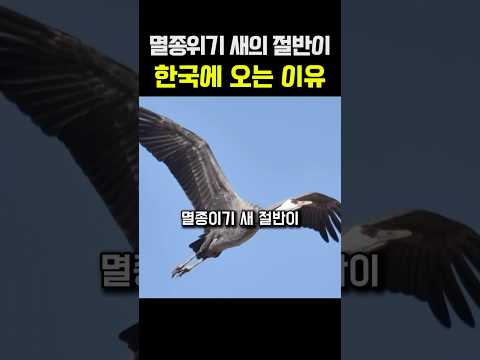 The Miracle of Suncheon Bay: Where Half the World's Endangered Birds Flock
