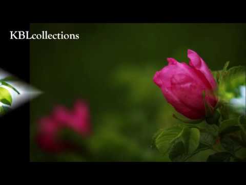 Đóa hồng cho cha - Diệu Hương