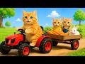 Live Mama Cat And Kitten Funny Cat Kucing Cat Videos Cute Cat Meow Meow