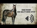 Horse Whinny Sound Effects High Quality