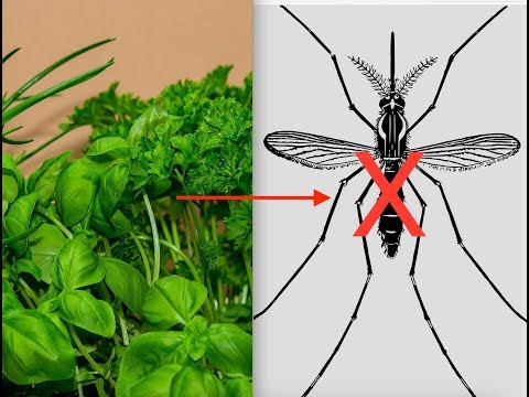 download lagu mp3 mp4 1 Cup Of Basil In Grams, download lagu 1 Cup Of Basil In Grams gratis, unduh video klip 1 Cup Of Basil In Grams