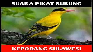 Download lagu SUARA PIKAT BURUNG KEPODANG SULAWESI mp3 Download lagu SUARA PIKAT BURUNG KEPODANG SULAWESI mp3