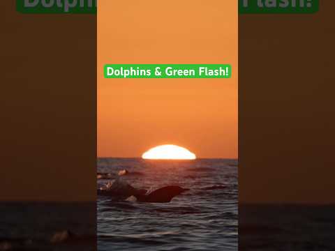 Dolphins and the green flash with Gone Whale Watching in San Diego! #greenflash #sunset