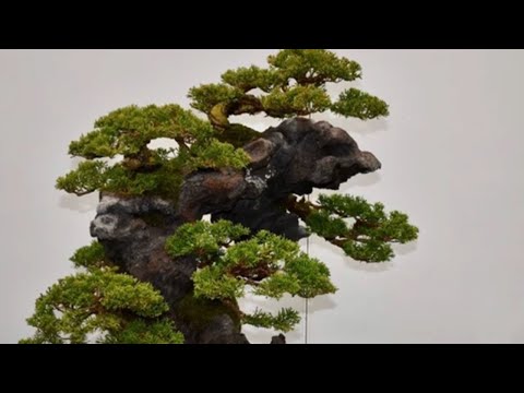 Bonsai Exhibition is being held at the Ueno Green Club part 2