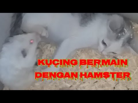 KUCING DAN HAMSTER