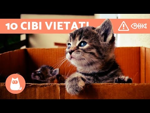 10 FOODS FORBIDDEN for Cats - CAT DIET: Foods to Avoid