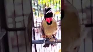 Download lagu MASTERAN VIRAL INI COCOK BUAT ISI TEMBAKAN MURAI BATU DI GANTANGAN DI JAMIN LAWAN JATOH MENTAL mp3 Download lagu MASTERAN VIRAL INI COCOK BUAT ISI TEMBAKAN MURAI BATU DI GANTANGAN DI JAMIN LAWAN JATOH MENTAL mp3