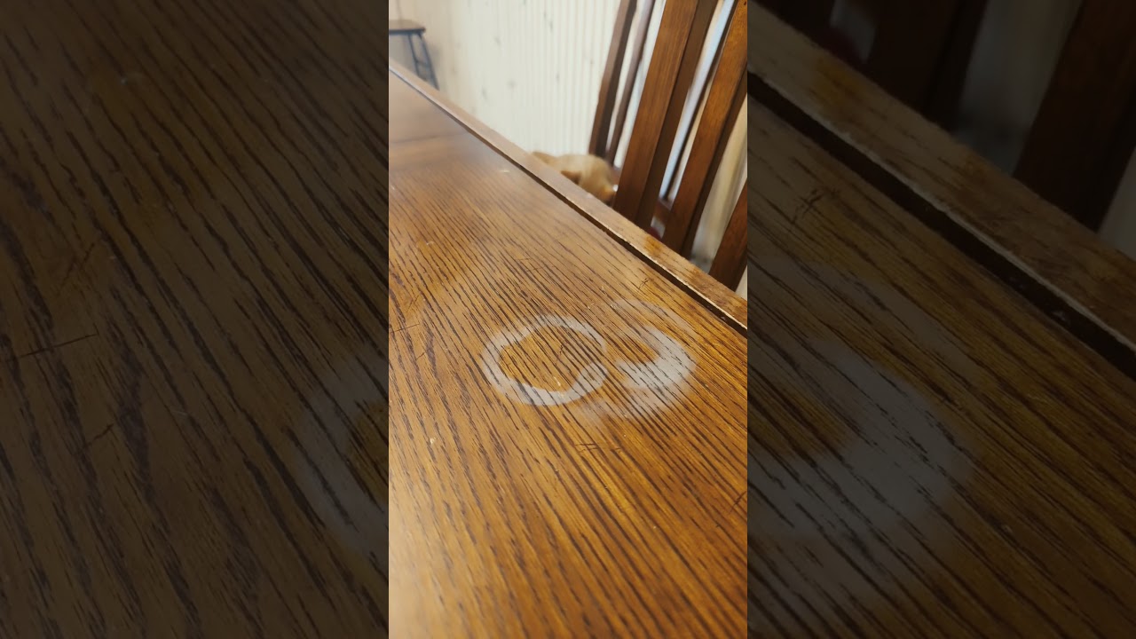 Orange Cats: Dispelling the Myth of the 'One Brain Cell' Stereotype