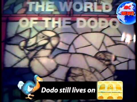 New Media Coursework2   Dodo Bird the National Emblem of Mauritius