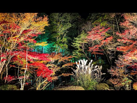 南禅寺　天授庵のライトアップ紅葉　Autumn Leaves at Tenjuan Nanzenji Kyoto [4K60p]