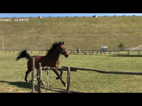 Cavallo al galoppo Oasi Fiume Alento