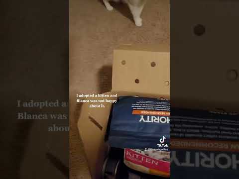 Introducing New Kitten To My Cat