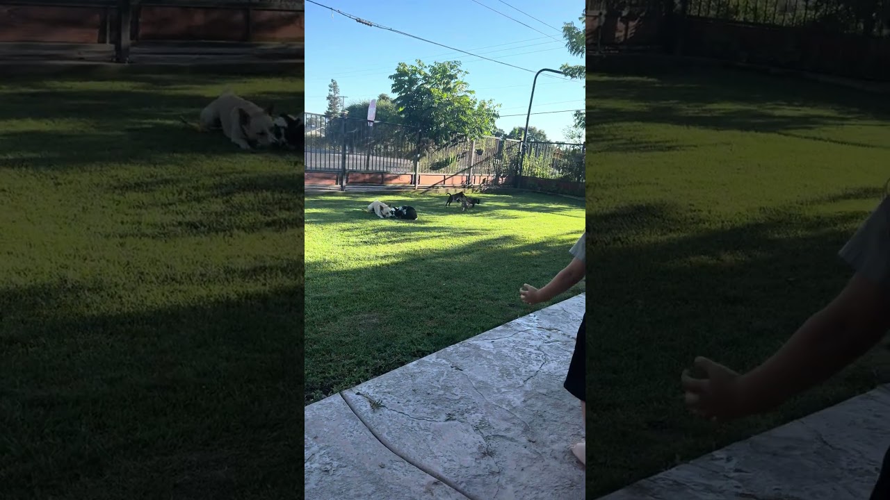 Enlarge Oliver, a Adoptable mixed breed in Sacramento, CA video 3/3