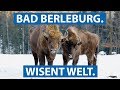 Die Wisent Welt In Bad Berleburg Wisente In Freier Wildbahn Checkpott Clip