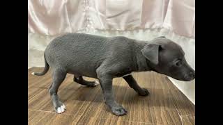 イタリアングレーハウンドの動画01