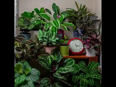 Enjoy This Mesmerising Clip Of Some Plants Moving Over 24 Hours