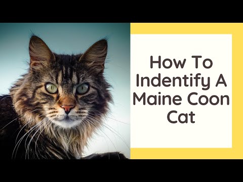 How To Identify A Maine Coon Cat