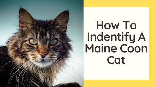 How To Identify A Maine Coon Cat