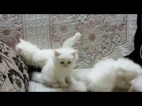 most adorable and cute cat ever 2016