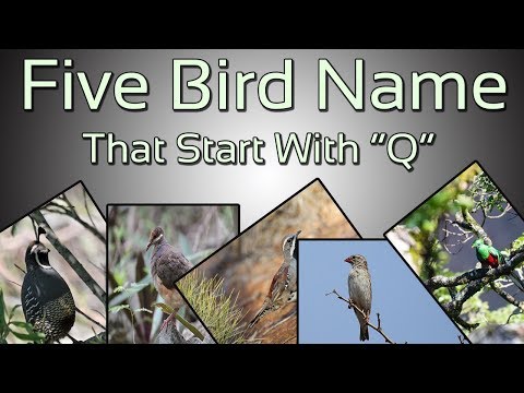 YouTube video about: What bird starts with the letter q?