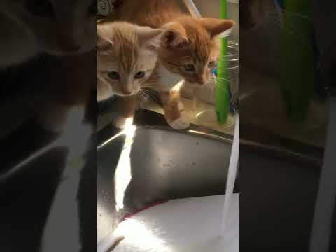 Cats Doing Funny Things Compilation ~ Cats being    CATS!