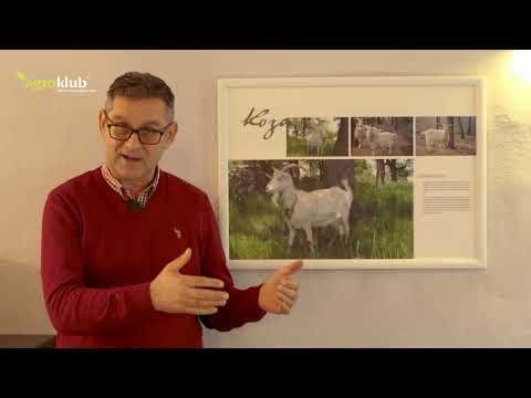 Revitalizacija istarske koze