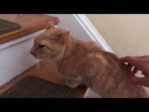 Yogurt -  FOPS Feline Orofascial Pain Syndrome - Domestic Short Hair