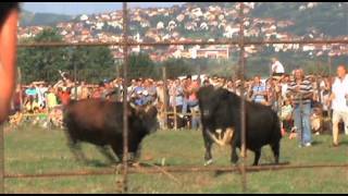 Umoran sam od zivota - Kultur Shock - from Tales of Grandpa Guru Vol. 1 [OFFICIAL VIDEO]