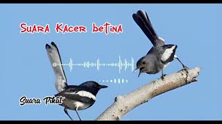 Download lagu Suara Kacer Betina Paling Ampuh #suarapikatburung #kacer #kacergacor mp3