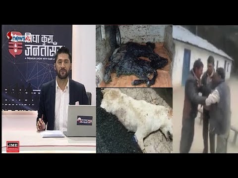 तातो अलकत्रामा छटपटिदै जिउदा गाई, बाछा । दिउसै रक्सी पिएर प्रिन्सिपलको तमासा !