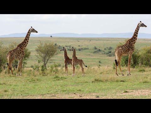 Group of GIRAFFE swarming around us! // African Safari