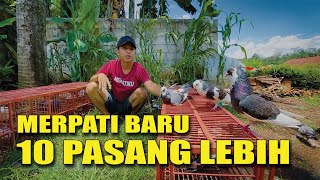Download lagu REVIEW ALL MARKET PIGEONS mp3