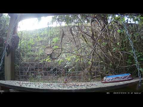 Dads Aviary: 8-397 - A Woodpecker gazes down on a Goldfinch, a Blackbird and a wee Robin