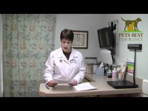 The Cat Doctor for Pets Best Insurance: All About Feline Asthma