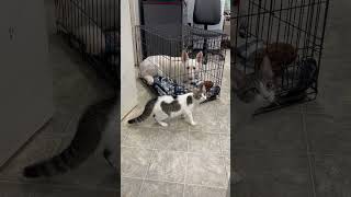 Video preview image #1 - Mix Puppy For Sale in Rustburg, VA, USA