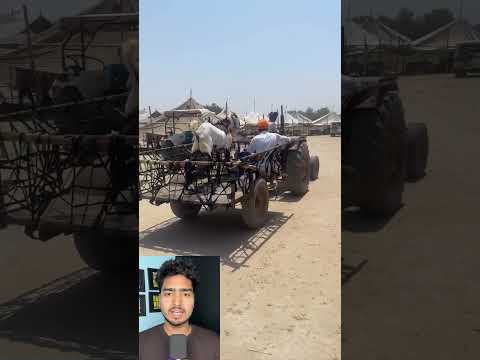 गंगानगर में दिखा ‘सुपर बकरा’, कीमत सुनकर उड़ जाएंगे होश 🐐