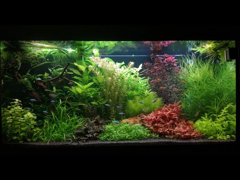 Watch Video on YouTube