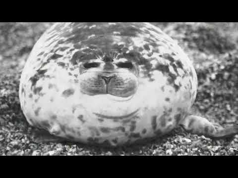 The Seal Clubber