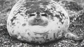 The Seal Clubber