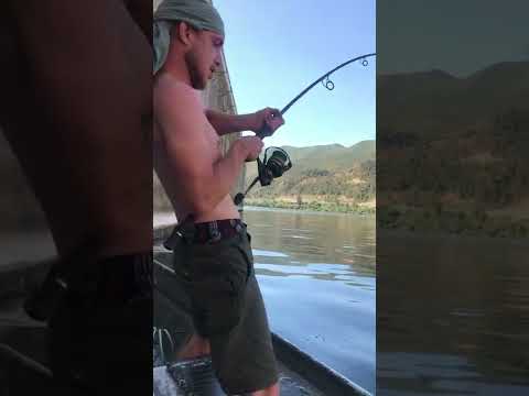 River Ebro 100LB / 45KG - Catfish fight