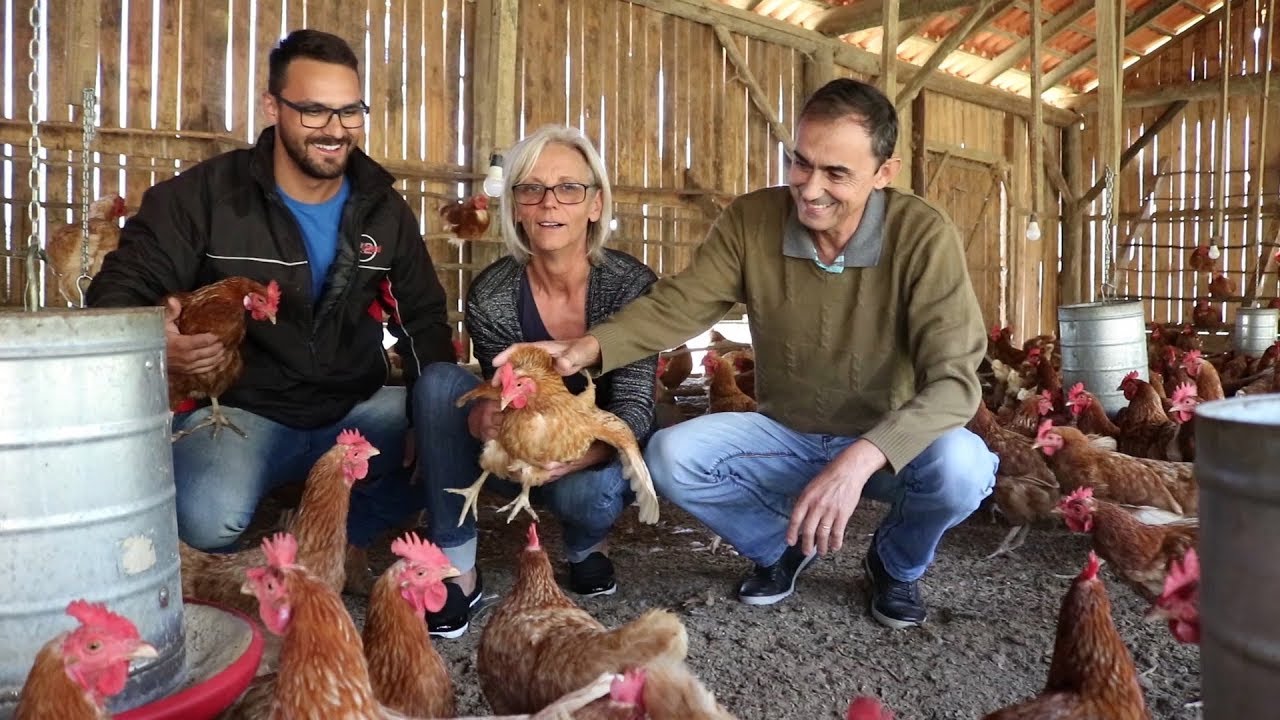 Produção de ovos caipiras e orgânicos!