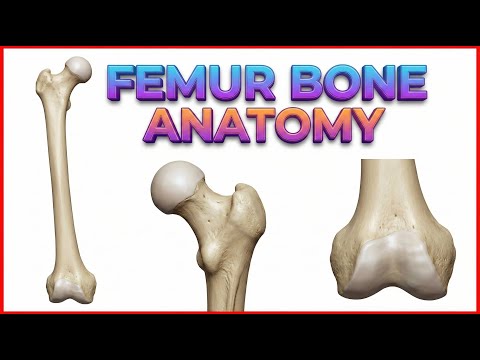 Femur Anatomy (Osteology) - General features , Attachments , Development #anatomy #MBBS #usmle #NMC