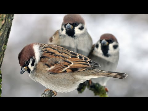 Feldsperling und sein Gesang #vogelgesang #birds #birdsounds #entspannung
