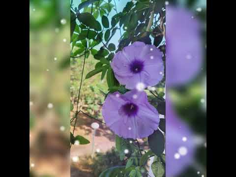 Garden Joys ~ A Mini Tour