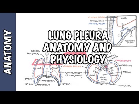 Pleura (klinische Anatomie und Physiologie)