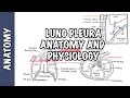 Lung Pleura - Clinical Anatomy and Physiology